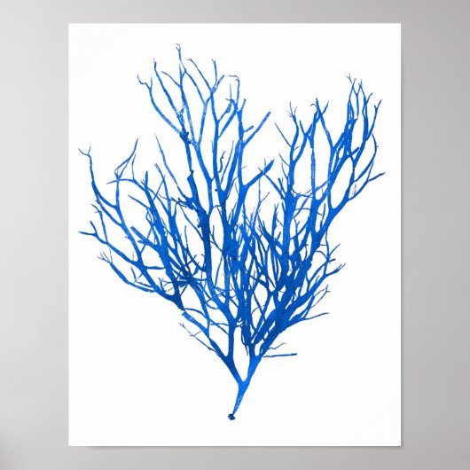 Poster Algues bleues Imprimer No 10 Botanique Côtière Imp (Devant)