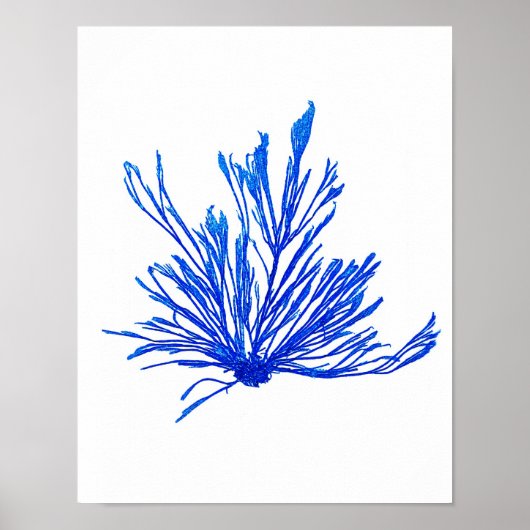 Poster Algues bleues Imprimer No 1 Botanique Côtière Impr (Devant)