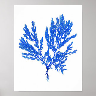 Poster Algues bleues Imprimer no 4 Botanique Côtière Impr