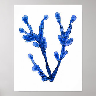 Poster Algues bleues Imprimer No 8 Botanique Côtière Impr