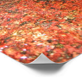 Poster Algues du Honduras (Coin)