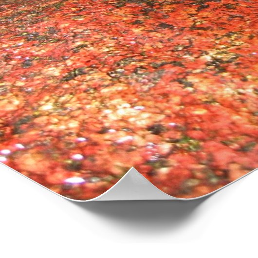 Poster Algues du Honduras (Coin)