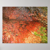 Poster Algues du Honduras (Devant)