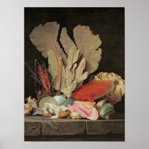 Poster Algues, lithophytes et coquillages