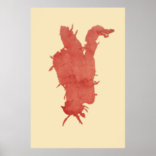 Poster Algues Pressées Original Deuxième De Quatre