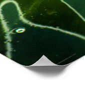 Poster Algues vertes et eau wapcn (Coin)