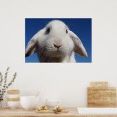 Poster Alice - Lapin Lop Blanc (Cuisine)