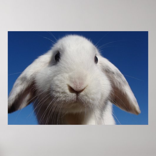 Poster Alice - Lapin Lop Blanc (Devant)