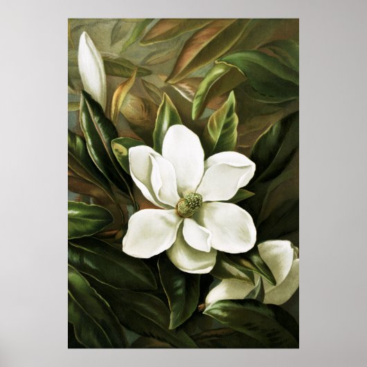 Poster Alicia H. Laird : Magnolia Grandflora (Devant)
