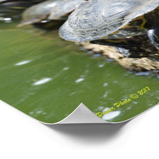 Poster Aligner les tortues (Coin)