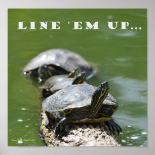 Poster Aligner les tortues