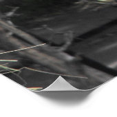 Poster Alimentation de lama (Coin)