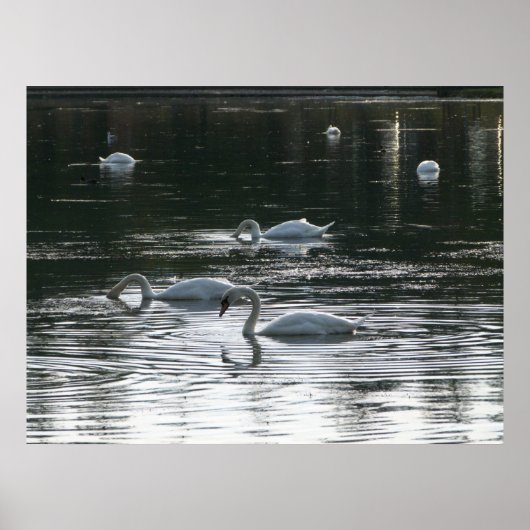 Poster Alimentation des cygnes, Lac Roath Park, Cardiff (Devant)