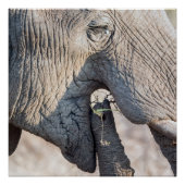 Poster Alimentation des éléphants (Devant)