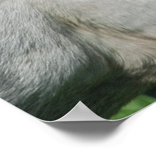 Poster Alimentation du cheval (Coin)