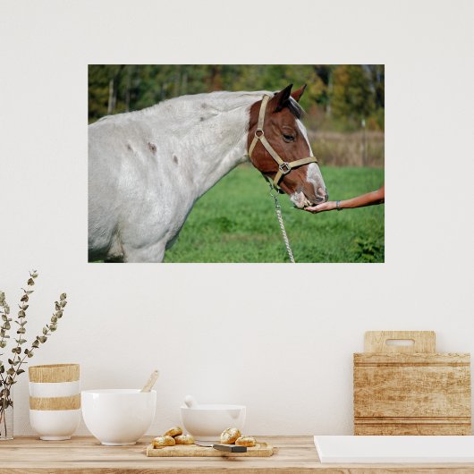 Poster Alimentation du cheval (Cuisine)