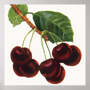 Poster Aliments de fruits vintage, cerises mûres d'un arb