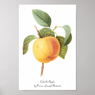 Poster Aliments de fruits vintage, pomme Calville par Red