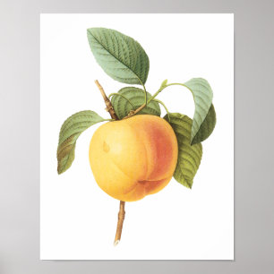Poster Aliments de fruits vintage, pomme Calville par Red