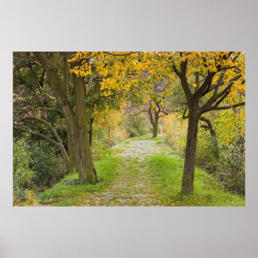 Poster Allée bordée d'arbres en automne (Devant)