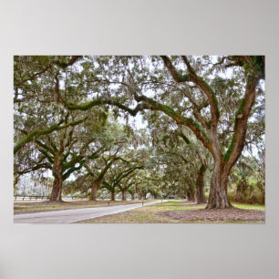 Poster Allée de chênes dans une plantation de Caroline du