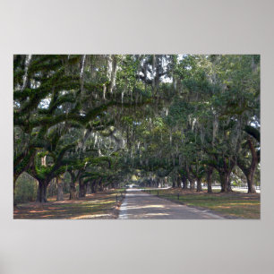 Poster Allée de chênes de la plantation Boone Hall