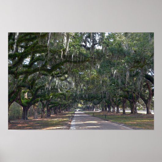 Poster Allée de chênes de la plantation Boone Hall (Devant)