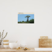 Poster Allée des Baobabs de Morondava (Cuisine)