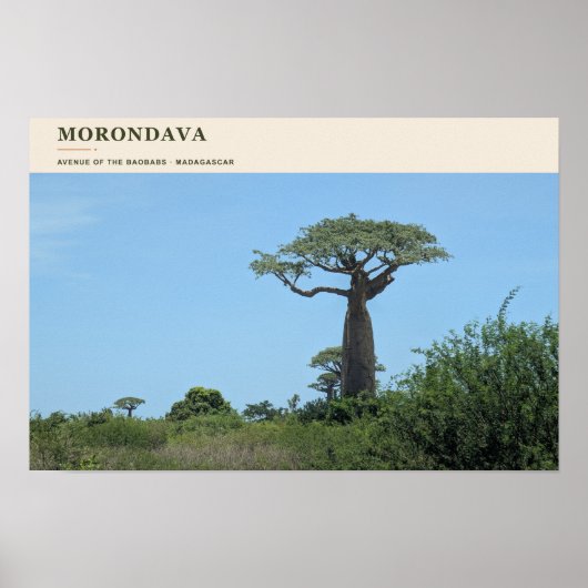 Poster Allée des Baobabs de Morondava (Devant)
