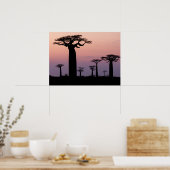 Poster Allée des Baobabs, Madagascar, Morondava, Afrique, (Cuisine)