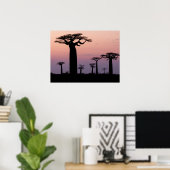 Poster Allée des Baobabs, Madagascar, Morondava, Afrique, (Bureau à domicile)
