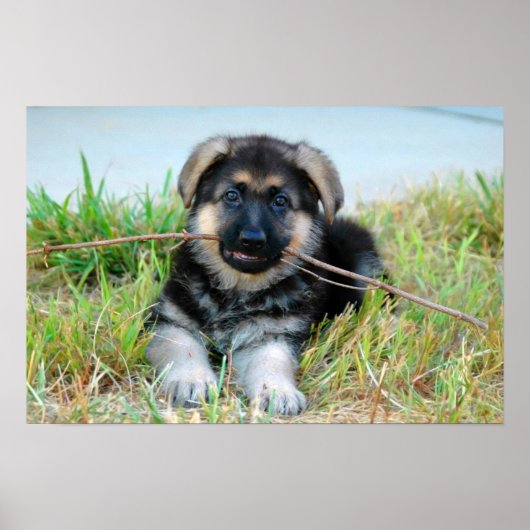 Poster allemand Shepherd (Devant)
