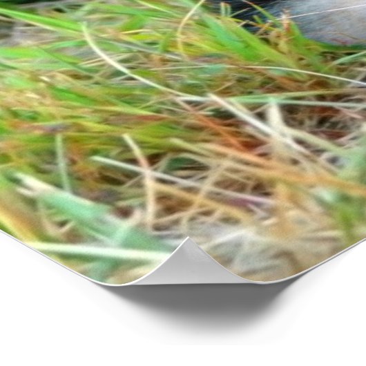 Poster allemand Shepherd (Coin)