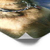 poster allemand Shepherd (Coin)