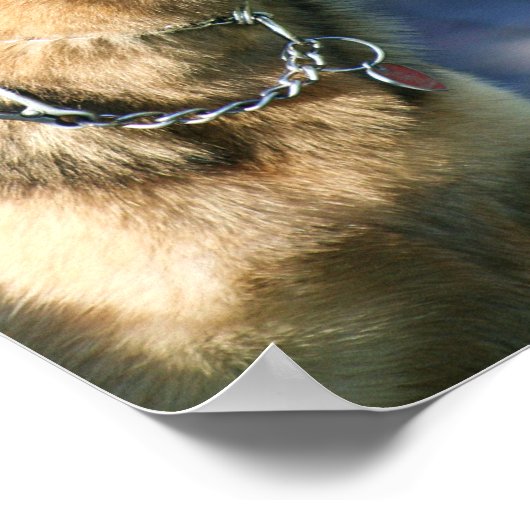 poster allemand Shepherd (Coin)