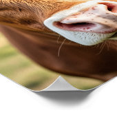 Poster Aller au Ranch Bovine Vache (Coin)