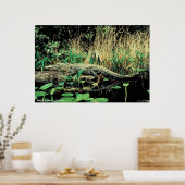 Poster Alligator américain (Cuisine)