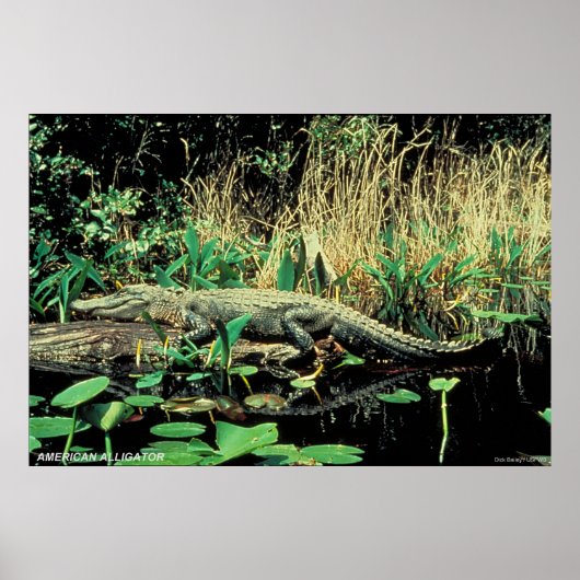 Poster Alligator américain (Devant)