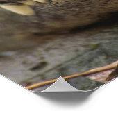 Poster Alligator américain (Coin)