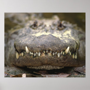 Poster Alligator américain