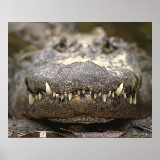 Poster Alligator américain (Devant)