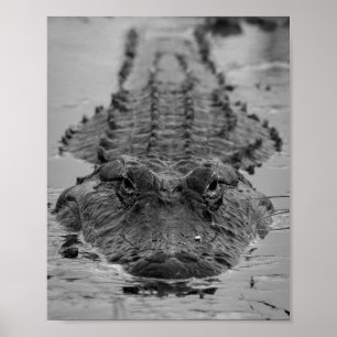 Poster Alligator américain décroché - Photo Faune