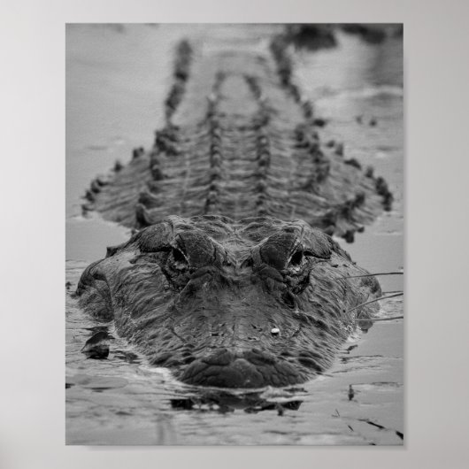 Poster Alligator américain décroché - Photo Faune (Devant)