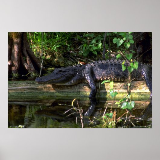 Poster Alligator après-midi, Everglades, Floride (Devant)