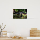 Poster Alligator après-midi, Everglades, Floride (Cuisine)