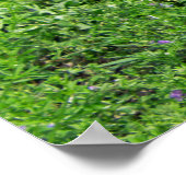 Poster Alligator bébé (Coin)