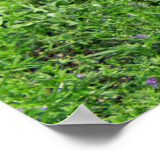 Poster Alligator bébé (Coin)