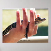 Poster Alligator bébé (Devant)
