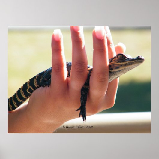 Poster Alligator bébé (Devant)