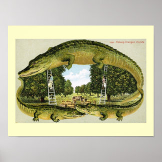 Poster Alligator Border Picking Oranges, Florida Vintage
